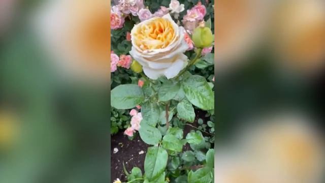 ???? ???????????. Роза Кэндллайт. смотреть онлайн
