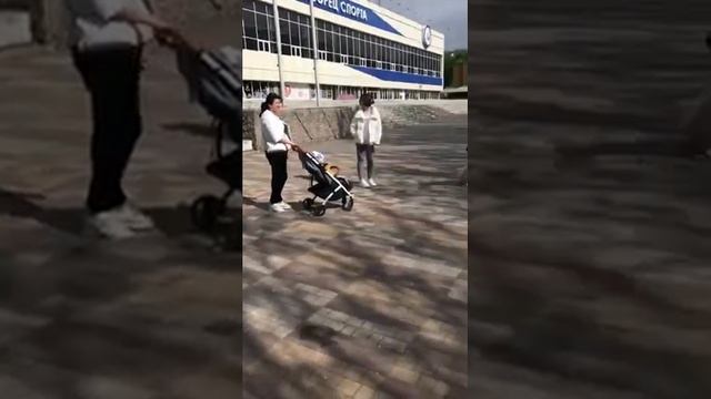 Социализация собак породы САО смотреть онлайн