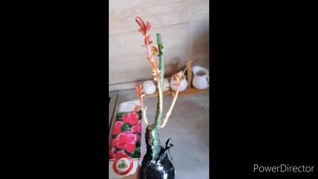 Плетистая роза Антик 89 и земляника Максим и Полка смотреть онлайн