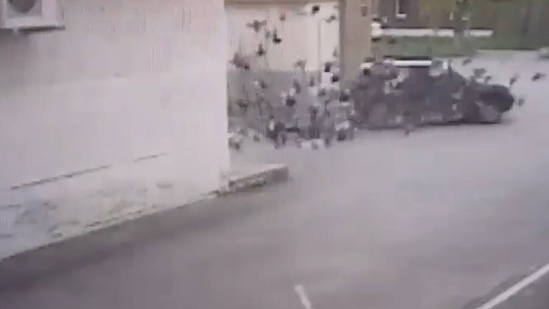 Автоубийца раздавил 36 голубей. Real Video