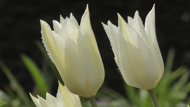 Очень красивый стих про любовь "Когда ты любишь" смотреть онлайн