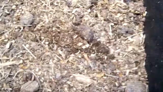 Worm composting. Rubber band worms смотреть онлайн