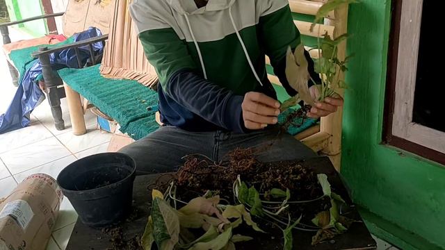 SYNGONIUM PINK FLECKED. UNBOXING (putra nusantara chanell) смотреть онлайн