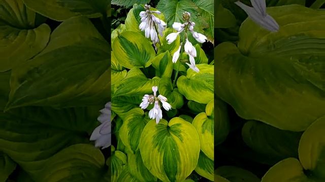 Хоста Саммер Бриз смотреть онлайн