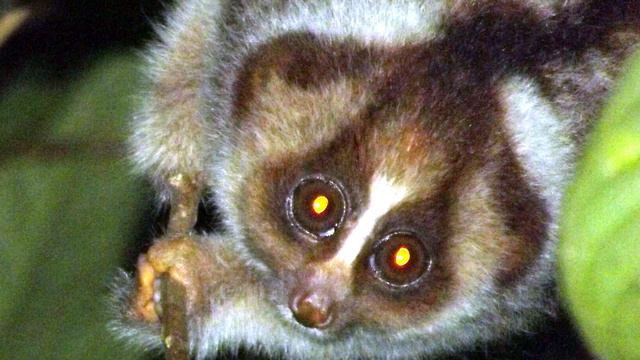 Cute Animals You Should Actually Fear смотреть онлайн