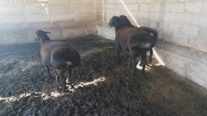 Гиссарские бараны на продажу 87756306660