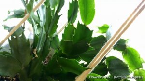 ЕСЛИ У ДЕКАБРИСТА ВЯЛЫЕ И МЯГКИЕ ЛИСТЬЯ СДЕЛАЙТЕ ЭТО! | flowersecrets