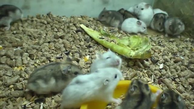 ДЖУНГАРИКИ!!! Новый завоз ноябрь 2019.