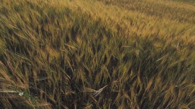 Бложик. В ожидании уборочной. дискование на кировце с бдм 5х4. смотреть онлайн