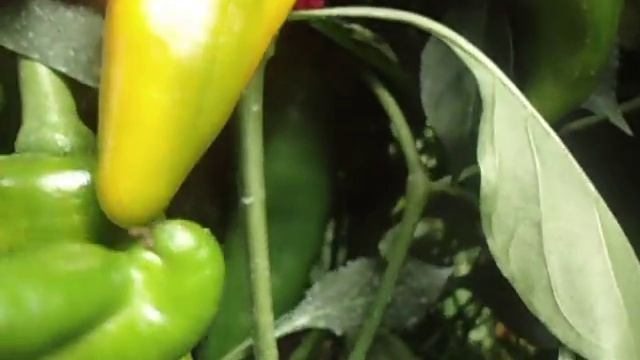 ЖЕЛТЫЙ СЛОН - ОЧЕНЬ УРОЖАЙНЫЙ СОРТ ПЕРЦА. Видео Ольги Черновой смотреть онлайн