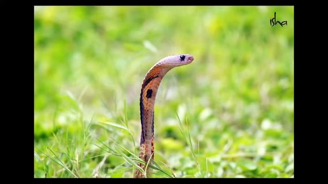 Isha Kriya integrated with 108 AUM chants by Sadhguru смотреть онлайн