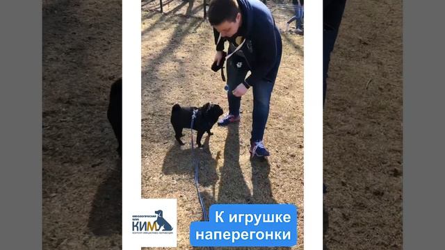 Развитие игровой мотивации у собаки смотреть онлайн