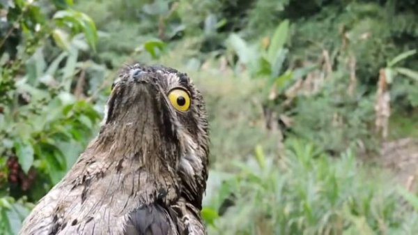 Необычные животные. unusual animals of Africa