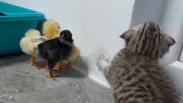 ЦЫПЛЯТА ПРОТИВ КОТИКА смотреть онлайн