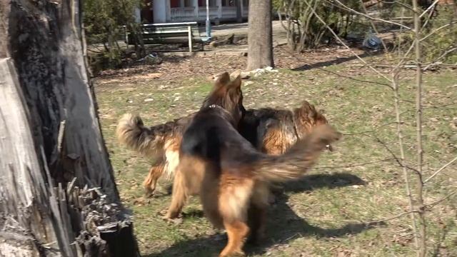 Красивая пара - Дэбра и Ресли. Длинношерстные немецкие овчарки. Одесса. Украина. смотреть онлайн