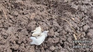 МОРКОВЬ ВЗОЙДЕТ В 2 РАЗА БЫСТРЕЕ ПОСЛЕ ТАКОЙ ПОДГОТОВКИ СЕМЯН!