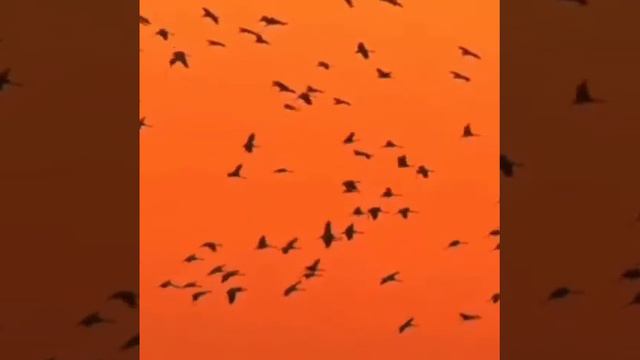 Белые журавли смотреть онлайн