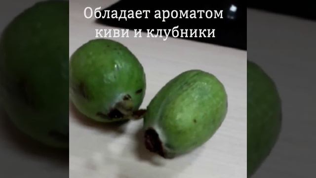 Полезный заморский фрукт - фейхоа смотреть онлайн