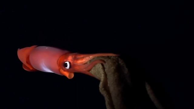 Удивительные соседи. Кальмар смотреть онлайн