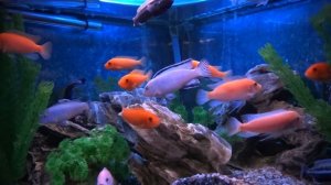 Африканские цихлиды в 140л аквариуме спустя год.