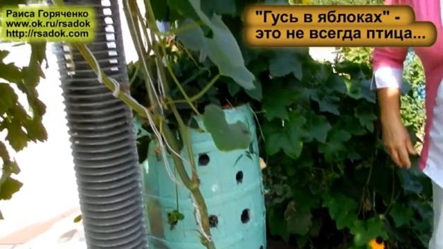 "Гусь в яблоках" - это не всегда птица смотреть онлайн