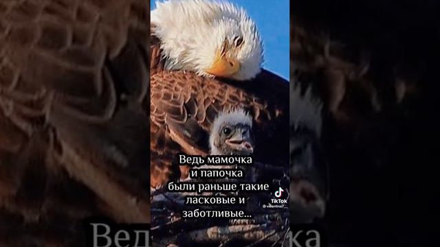 Орлёнок! Орлёнок! ..взлети выше солнца #мудрость #природа #🦅 смотреть онлайн