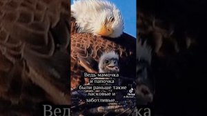 Орлёнок! Орлёнок! ..взлети выше солнца #мудрость #природа #🦅