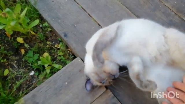 В мире животных, Соня! смотреть онлайн