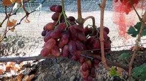 ГФ Винограда ШЕЛКОВИЧНЫЙ и ДАМАССКАЯ КРАСАВИЦА ( Калугин В.М.). 30.08.2023г.