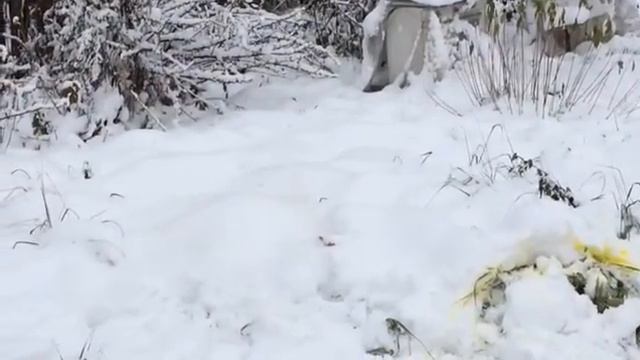 Петарда с краской 2 смотреть онлайн