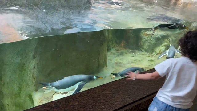 Прогулка по Зоопарку | знакомство с животными #зоопарк #длядетей