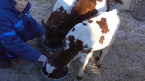 Телята на ЗЦМе откорм бычков перевод телят с молока на зцм