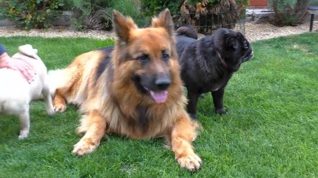 Аргун и его мопсы. Длинношерстная Немецкая овчарка 4,5 г Male longhair German Shepherd 4.5 years. смотреть онлайн