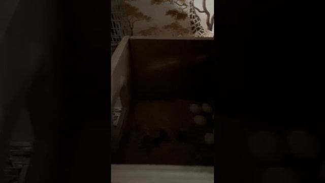 какарики несут яйца)) смотреть онлайн