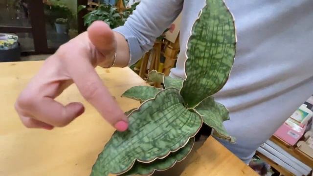 Сансевиерия Стар Грин - необыкновенная сансевиерия | Обзор самого красивого сорта сансевиерии смотреть онлайн