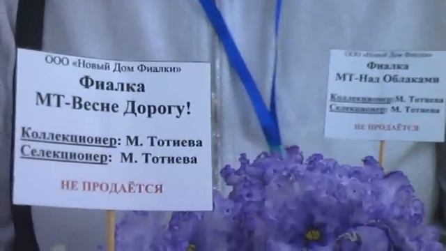 ДФ. М.Тотиева. Сенполии селекции МТ- смотреть онлайн