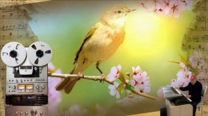 Как прекрасен этот мир