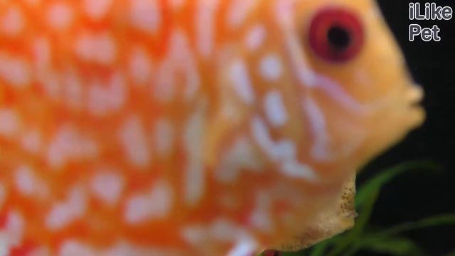 Аквариумная рыбка дискус. Особенности. Уход. смотреть онлайн