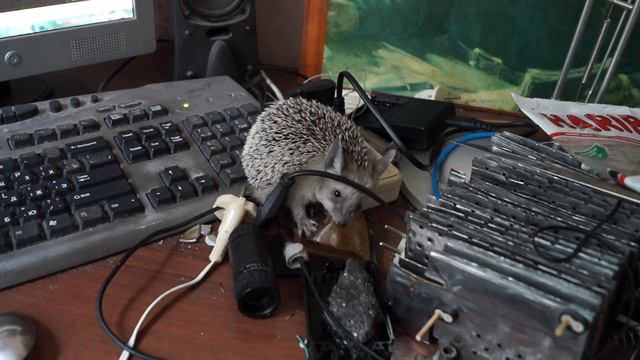 Ушастый ёж пытается жрать шкуру от колбасы смотреть онлайн