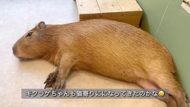 【お腹を見せ甘えるカピバラ】カピバラと猫が一緒にモフモフできる日本初の場所「カピねこカフェ」 смотреть онлайн
