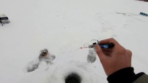 Безмотылка в Глухозимье. Лесотка, Гвоздекубик. Ловля окуня. Зимняя рыбалка.
