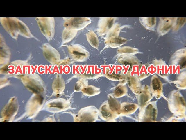 ЗАПУСТИЛ КУЛЬТУРУ ДАФНИИ.КАК РАЗВОДИТЬ ДАФНИЮ. смотреть онлайн