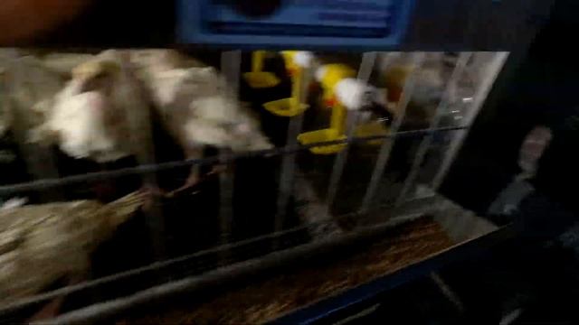 БИГ-6 Индюшатам 25 дней. КОРМ и ПРОПОЙКА