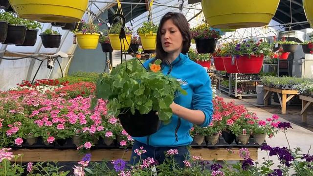 Greenhouse Tour: Annuals 🌸 смотреть онлайн