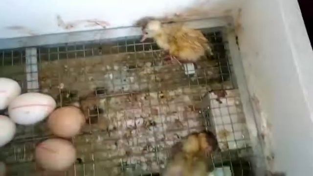 Совместная инкубация. Вылупление утят! смотреть онлайн