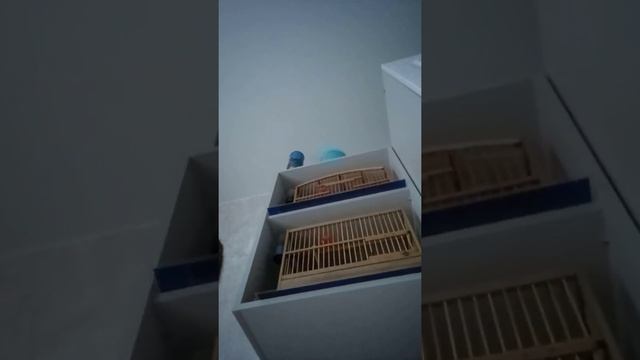 пестрый кенар поет смотреть онлайн