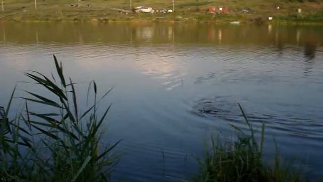 Карп на удочку смотреть онлайн