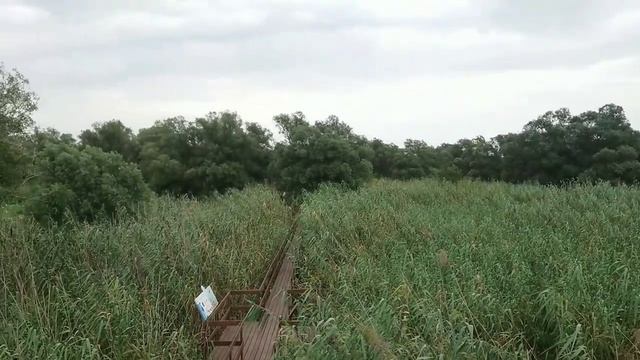 Лотосы Протоки и Паромы Дельта Волги Астраханский Заповедник смотреть онлайн