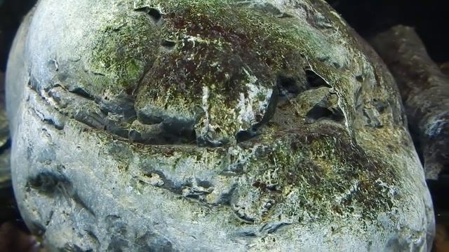 Весёлый аквариум. смотреть онлайн