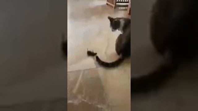 Как уйти от преследования ) смотреть онлайн